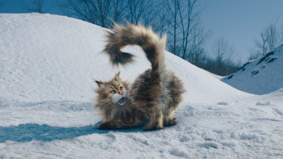 Cat & Dog still 6