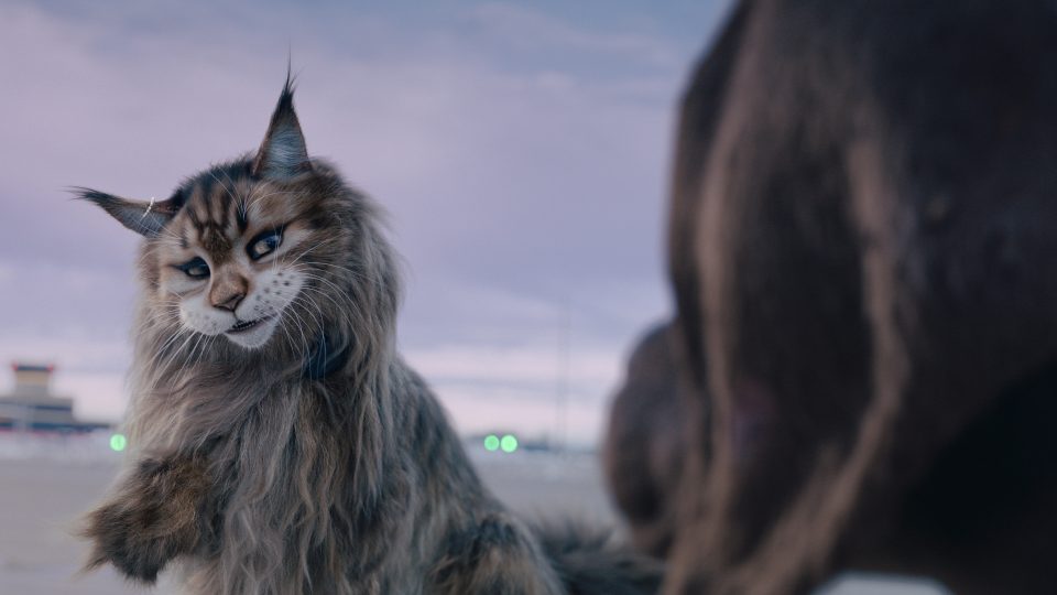 Cat & Dog still 1